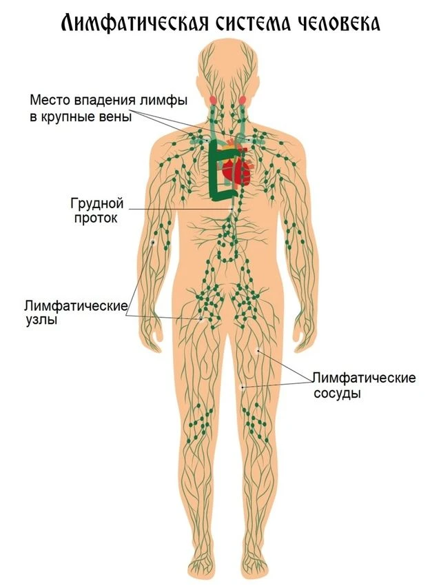 ДВИЖЕНИЕ ЛИМФЫ В ОРГАНИЗМЕ