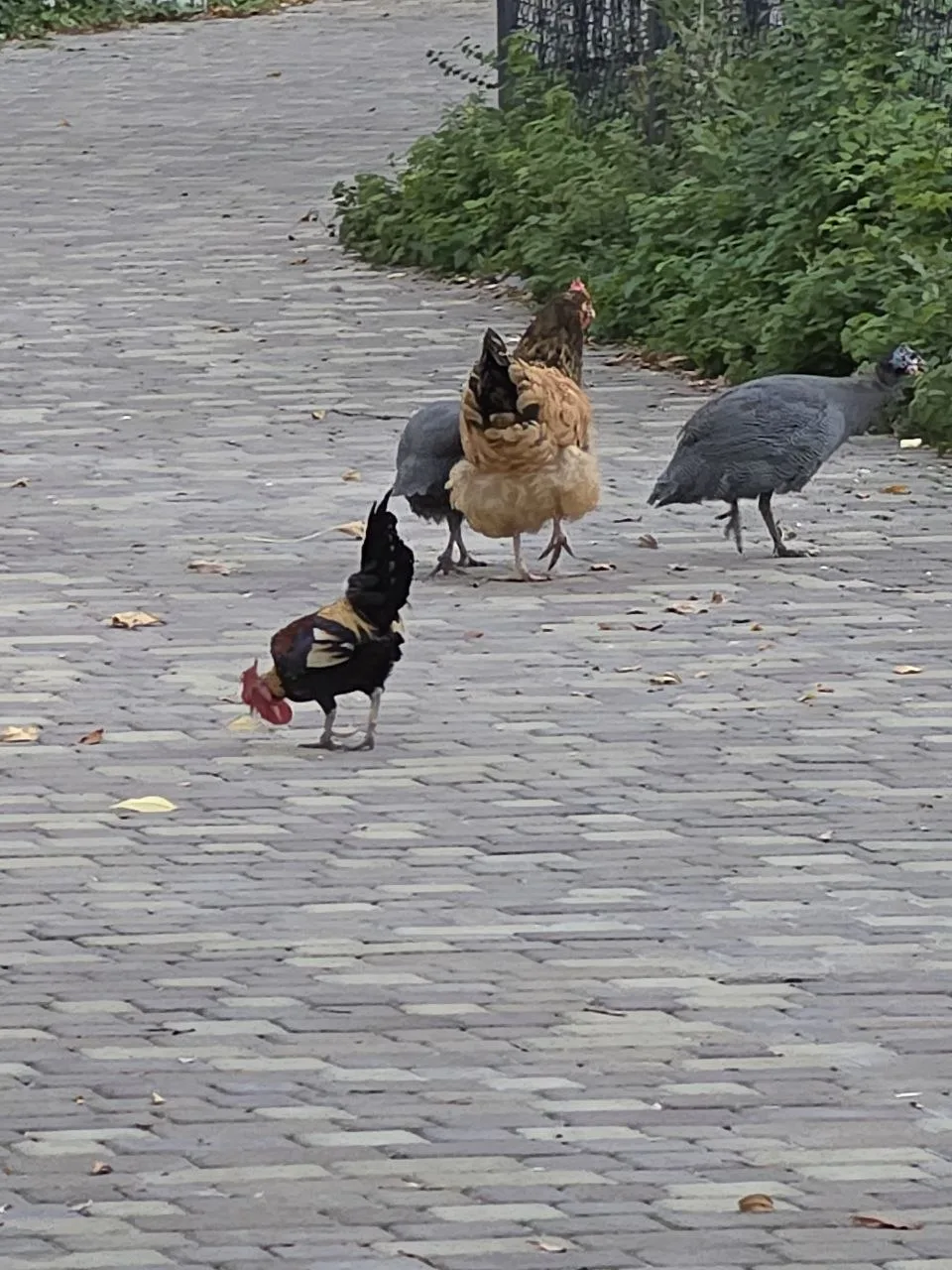 Доброе утро! Они опять😁