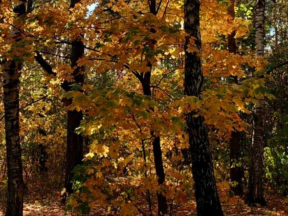 🍂 Осенняя прогулка радует жителей в Жулебинском лесопарке