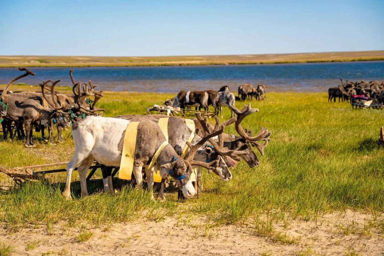 🦌 Доброе утро, Ямальский район! ❤️