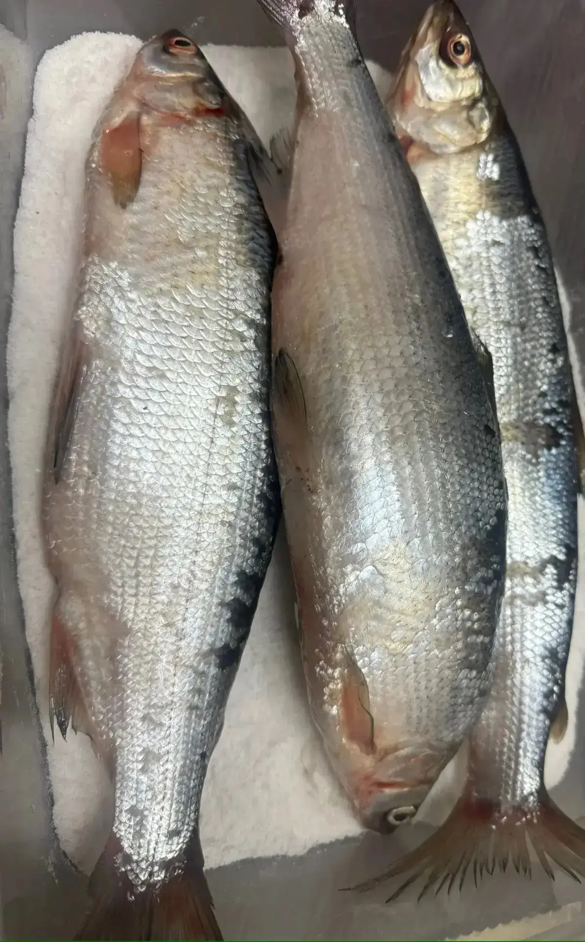 Только что выгрузили пелядь свеженький 🤤🤤🤤по 2-3 штуки расфасованы