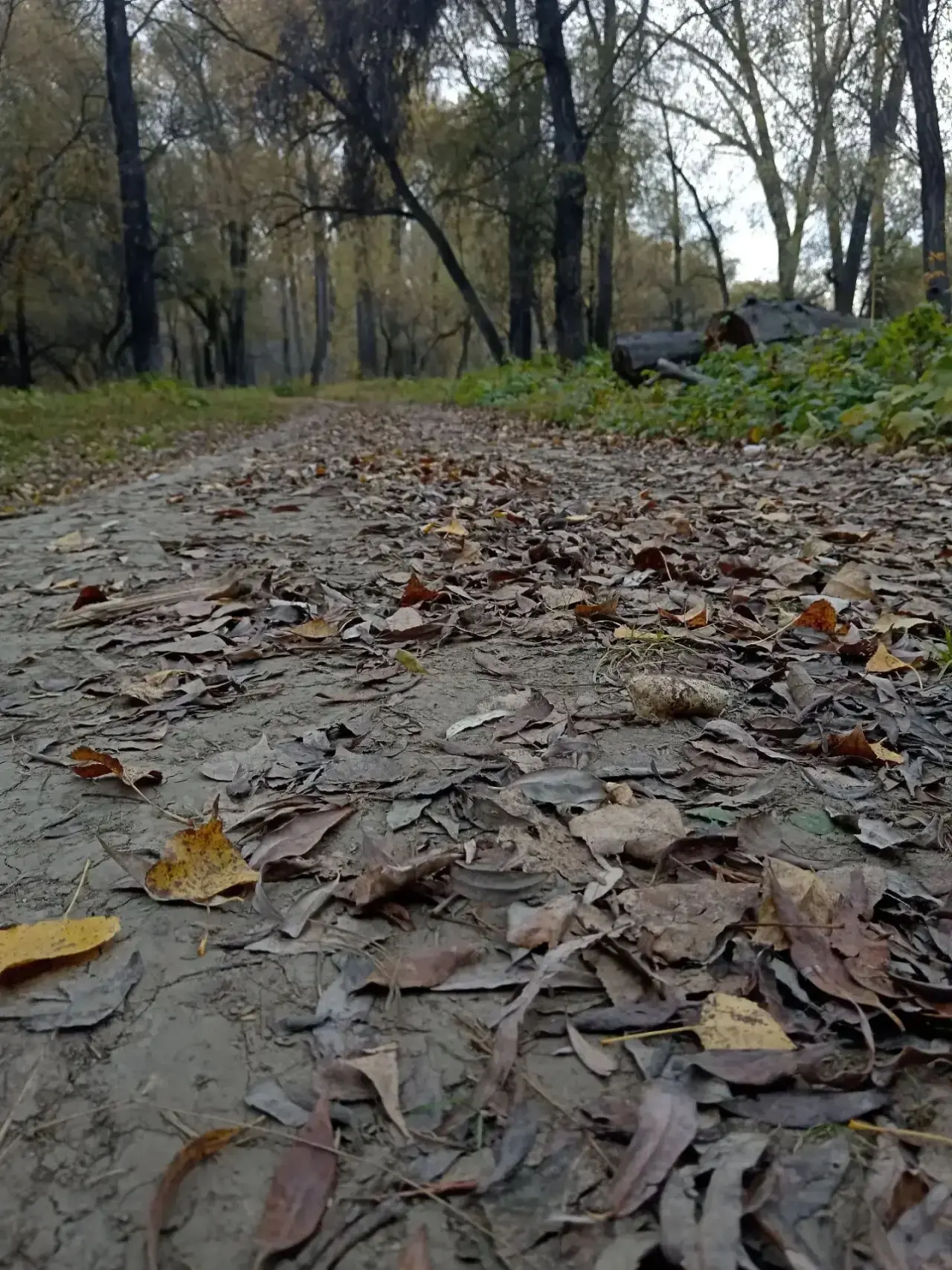 Моя осень…🍂Фото Виктории Гопп