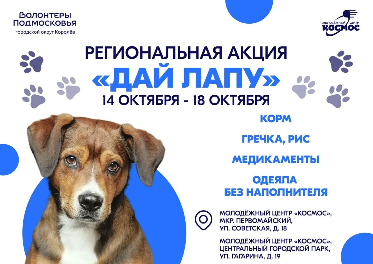 🐾 АКЦИЯ «ДАЙ ЛАПУ»