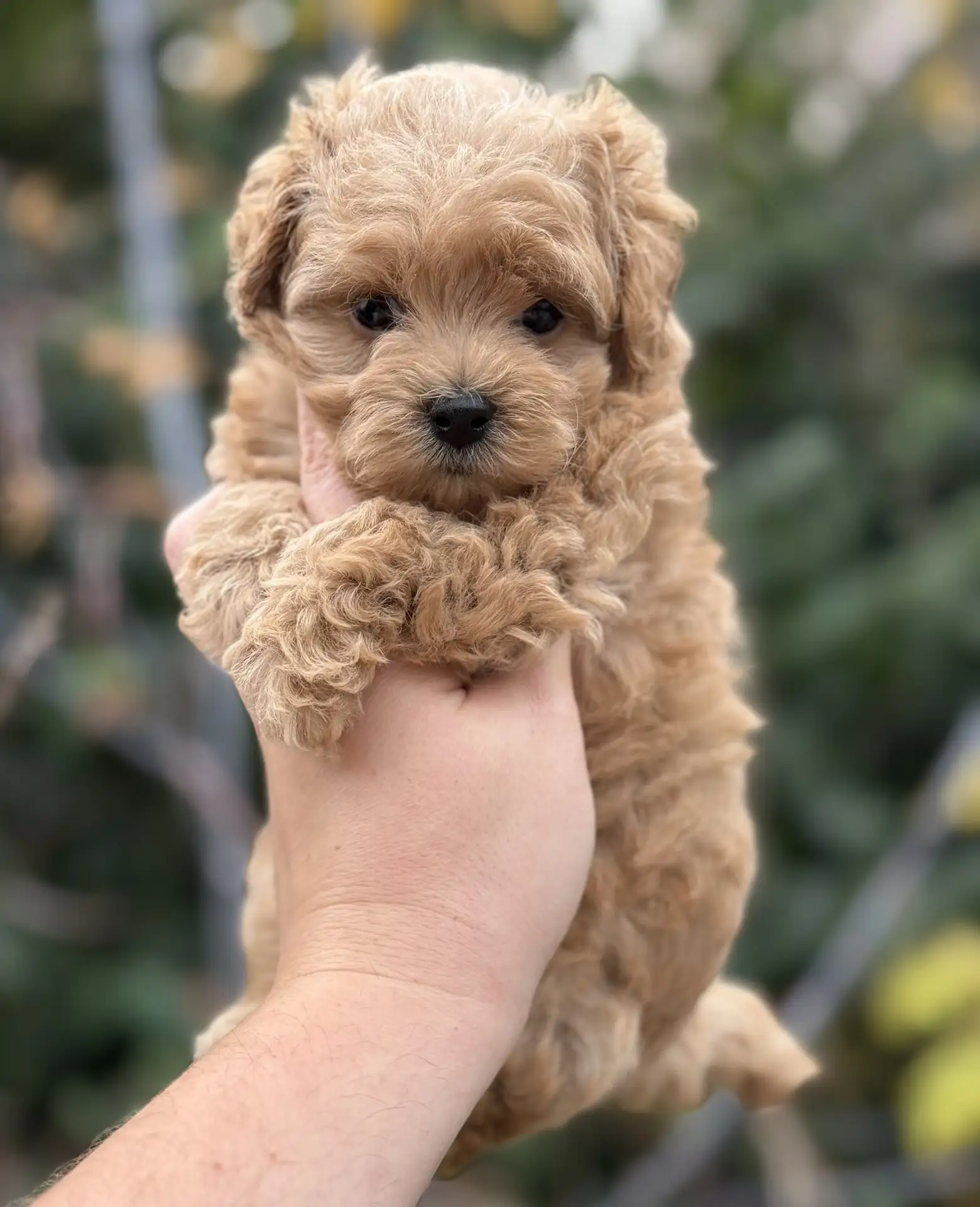 Мальчик Мальтипу🥰