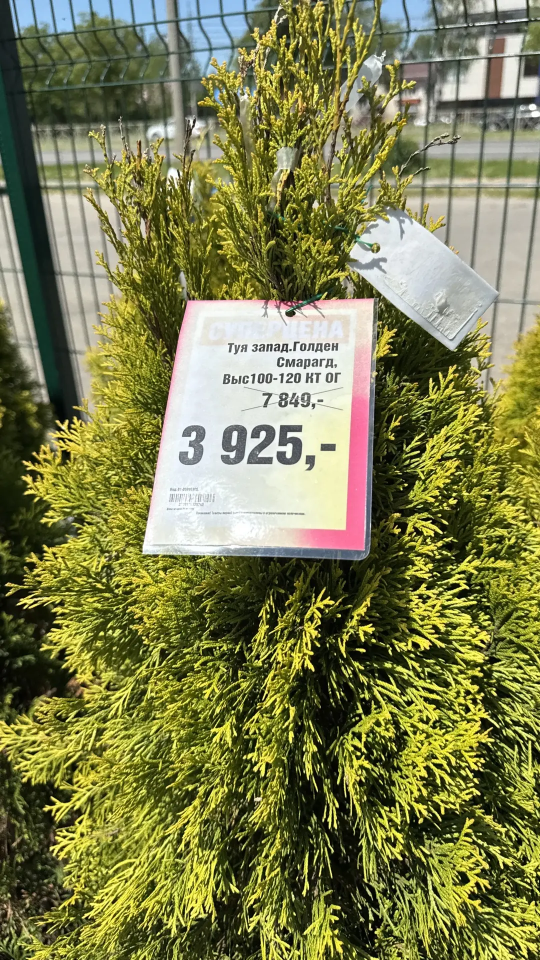 🌲✨ МЕГА-РАСПРОДАЖА ХВОЙНЫХ В ПЛАНЕТА ЛЕТА🌲