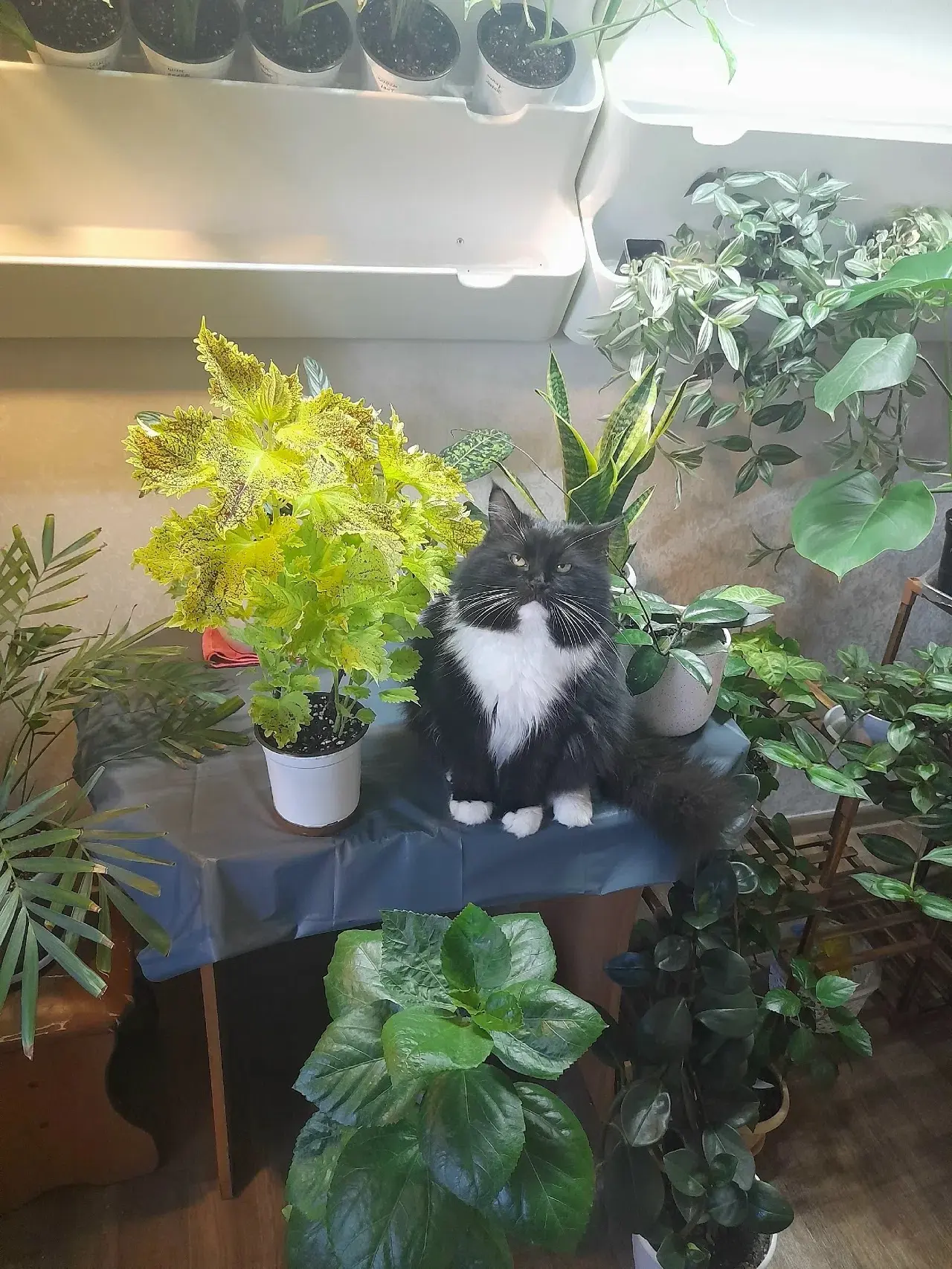 🐾 С Котосубботой, Троицк! 🍁