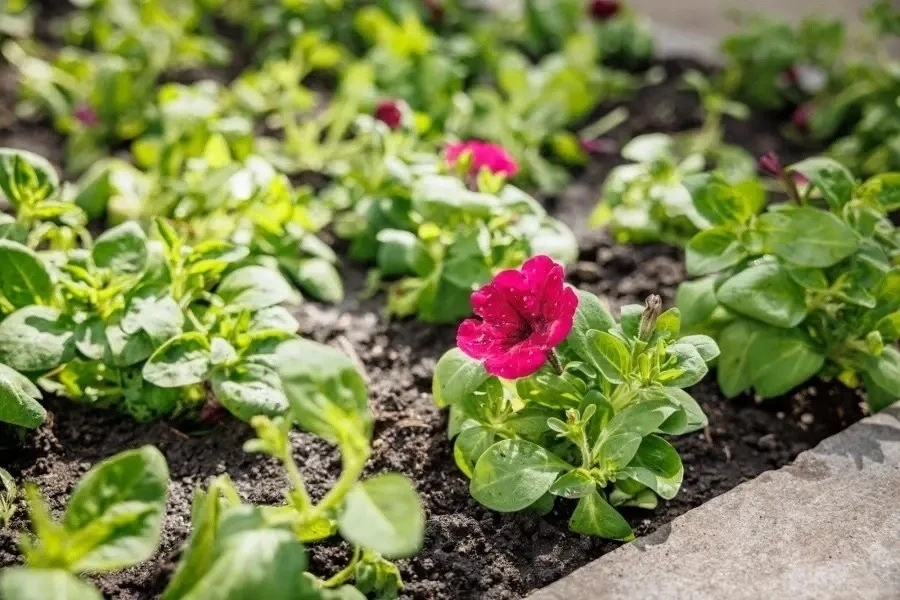 Цветы украсили почти 36 тысяч квадратных метров Екатеринбурга 🌺