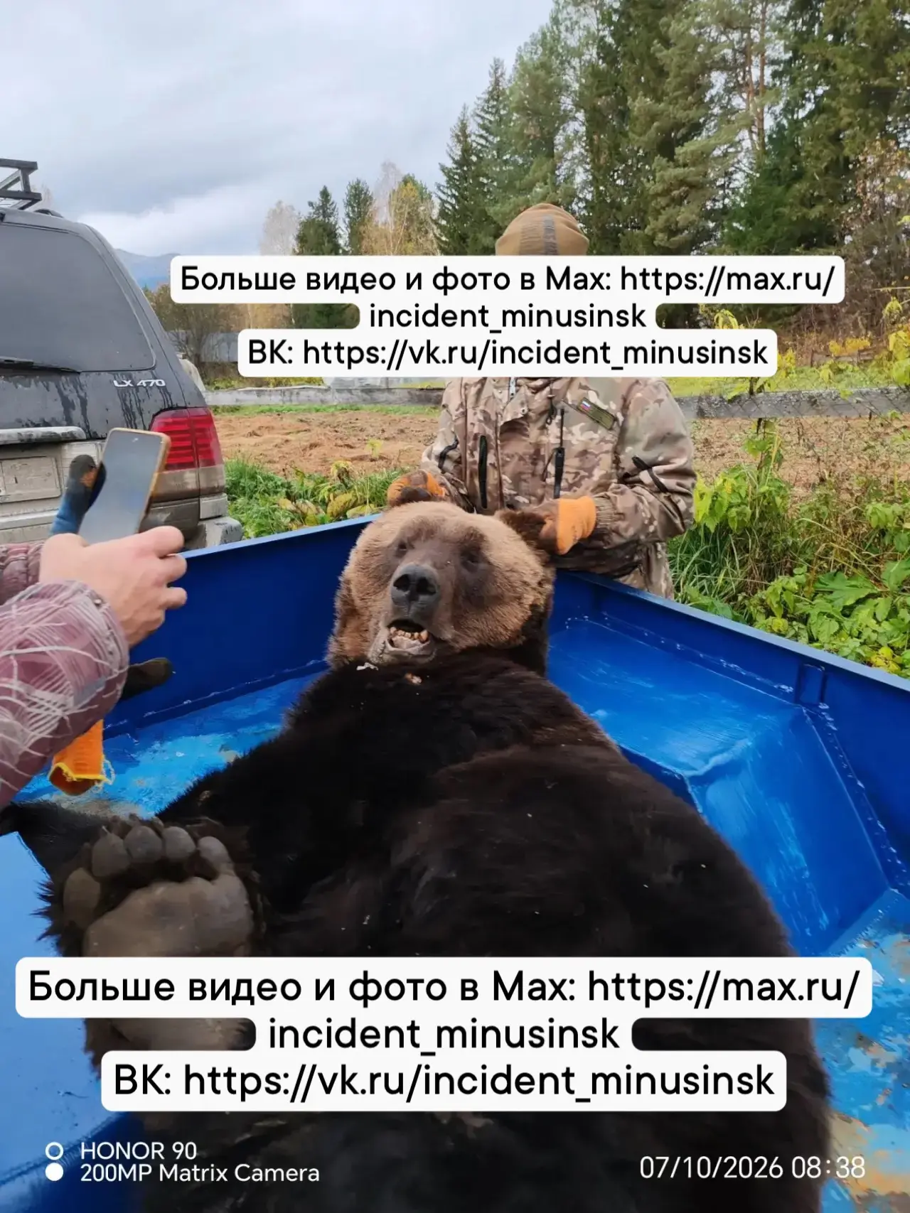 Вчера  в Жаровске произошёл инцидент с медведем: животное появилось в огороде, а позже ...