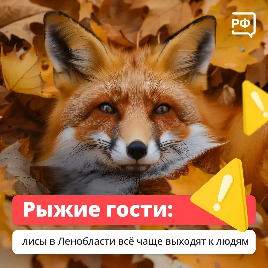 🦊 Лисы всё чаще появляются рядом с людьми