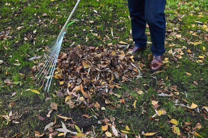🌳 10 октября — общегородской субботник в Рязани