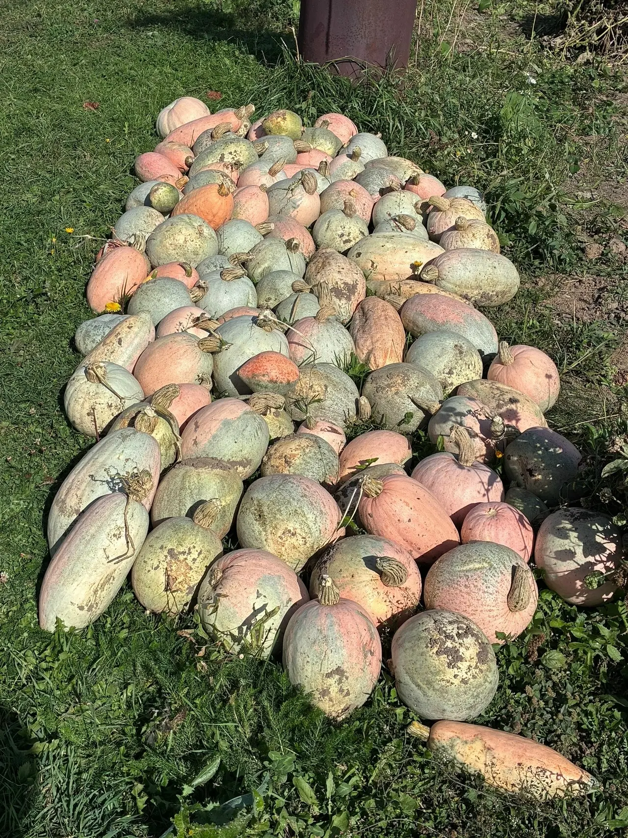🥒 В Серпухове монахини удивили необычным октябрьским урожаем!