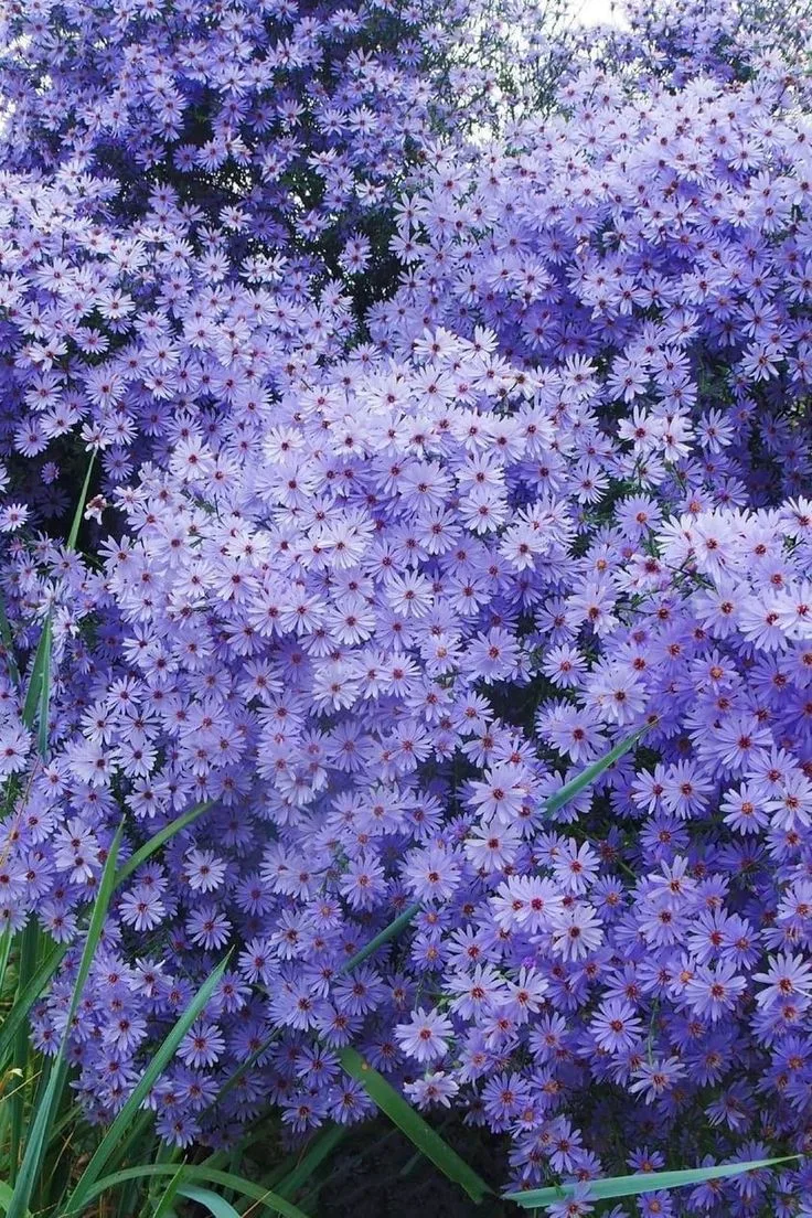 РЕЖУ ОСЕНЬЮ НЕПРАВИЛЬНО - ВЕСНОЙ ВИЖУ ГНИЛЬ! МОЙ СПИСОК 😱🌿
