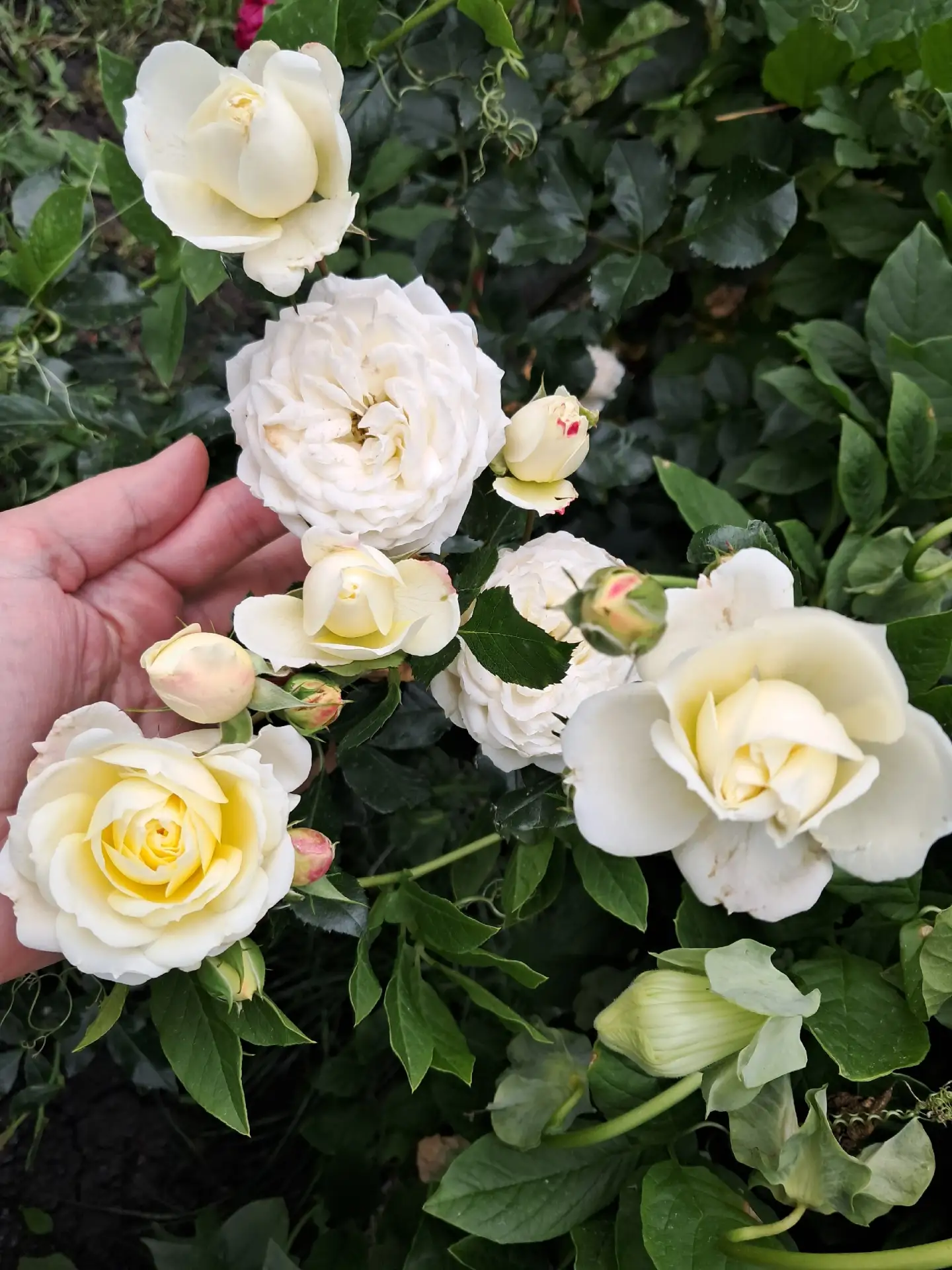 🌹Всё про розы