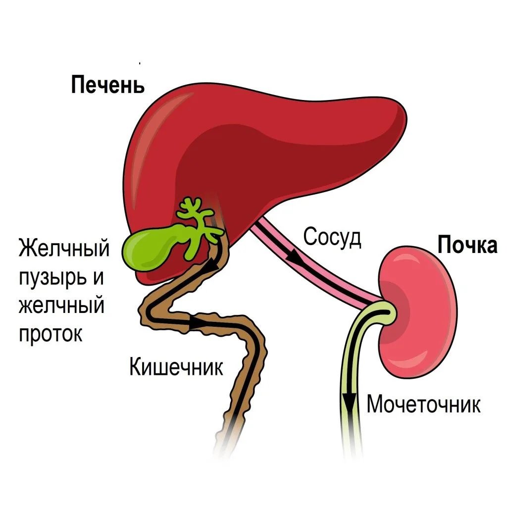 Почки и печень очень связаны и по цепочке выручают и часто начало причины именно с пече...
