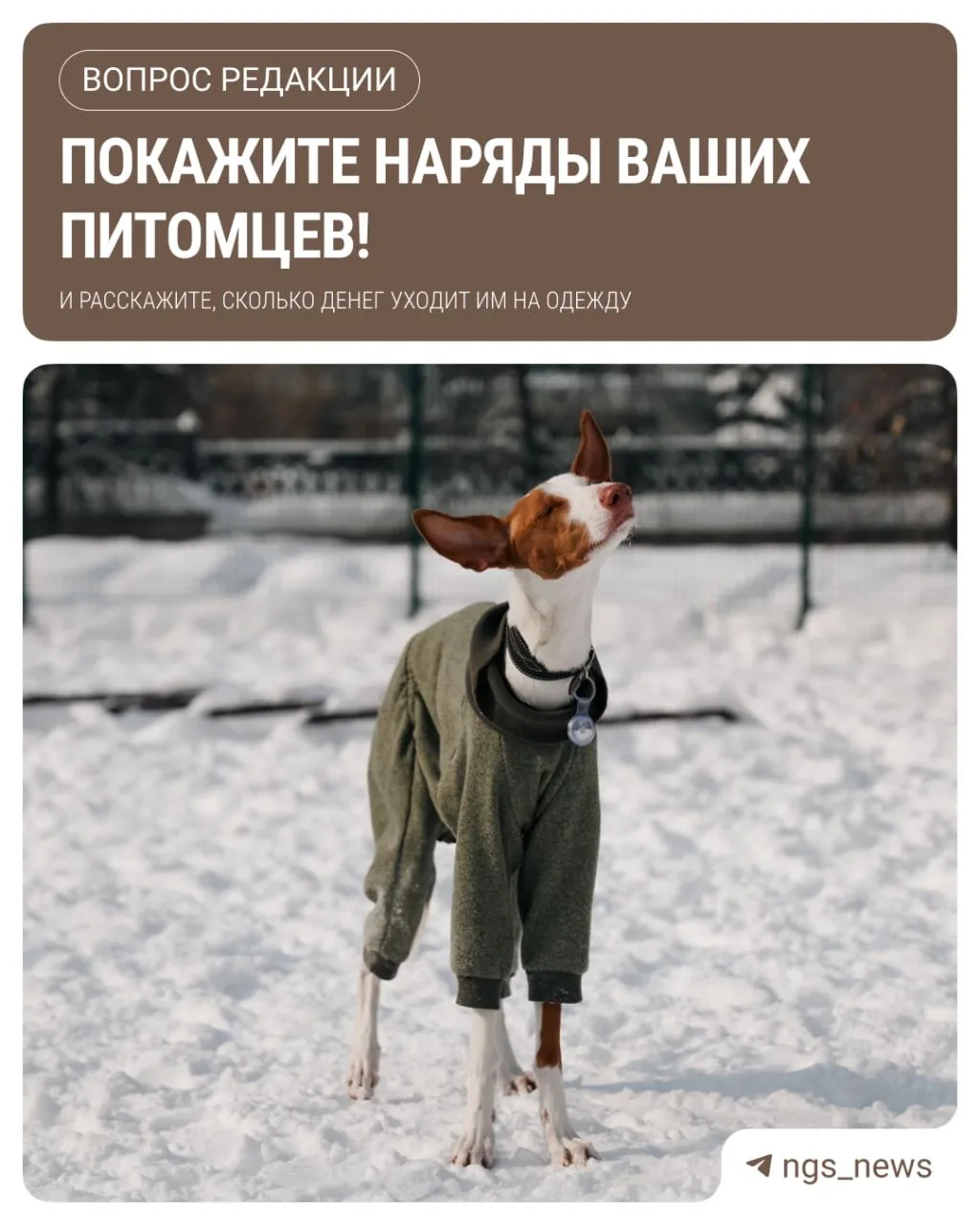 Комбинезоны для прогулок, тёплые свитера, дождевики, ботиночки — у некоторых собак гард...