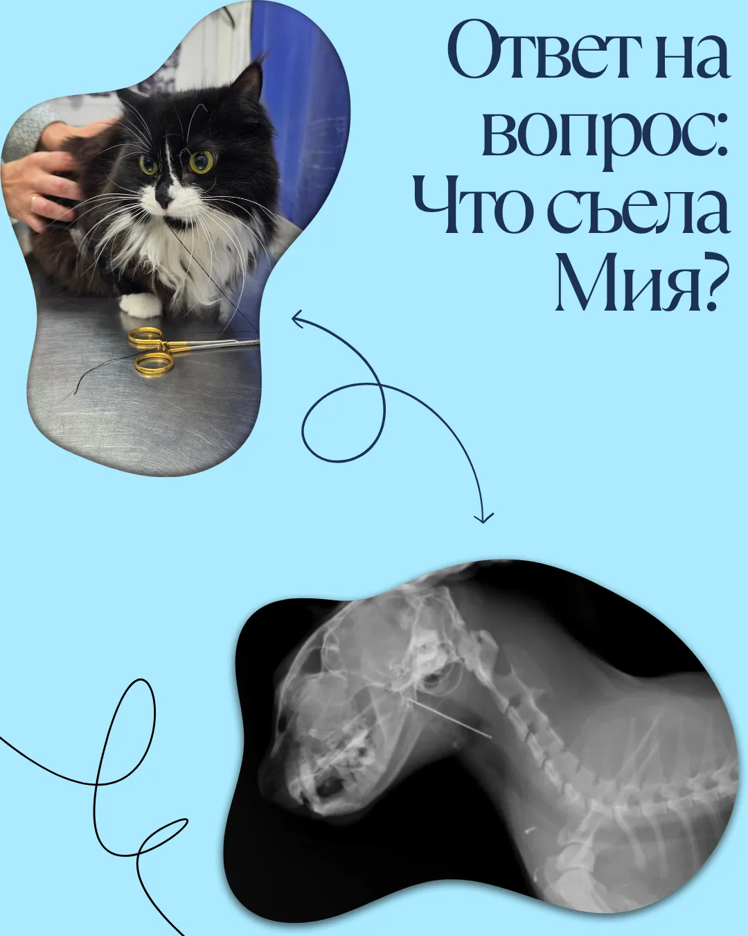 🧵 ОТВЕТ НА ЗАГАДКУ: ЧТО СЪЕЛА МИЯ?