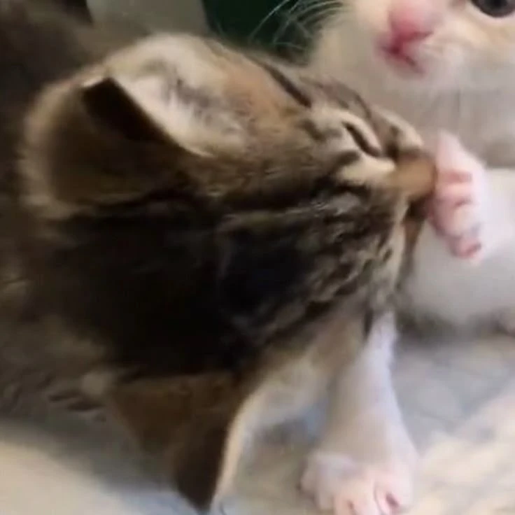 Авы с котами