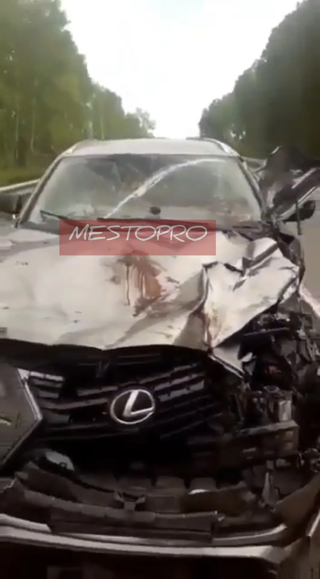 😱 Медведь разгромил автомобиль с людьми