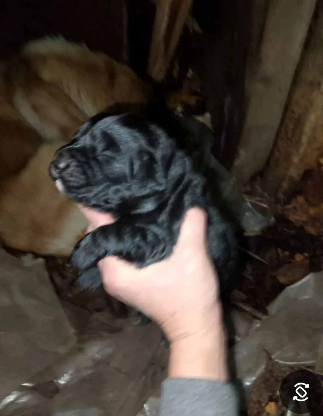 🐾 Одни ищут дом, другую ждут дома: калининградцы просят помочь животным
