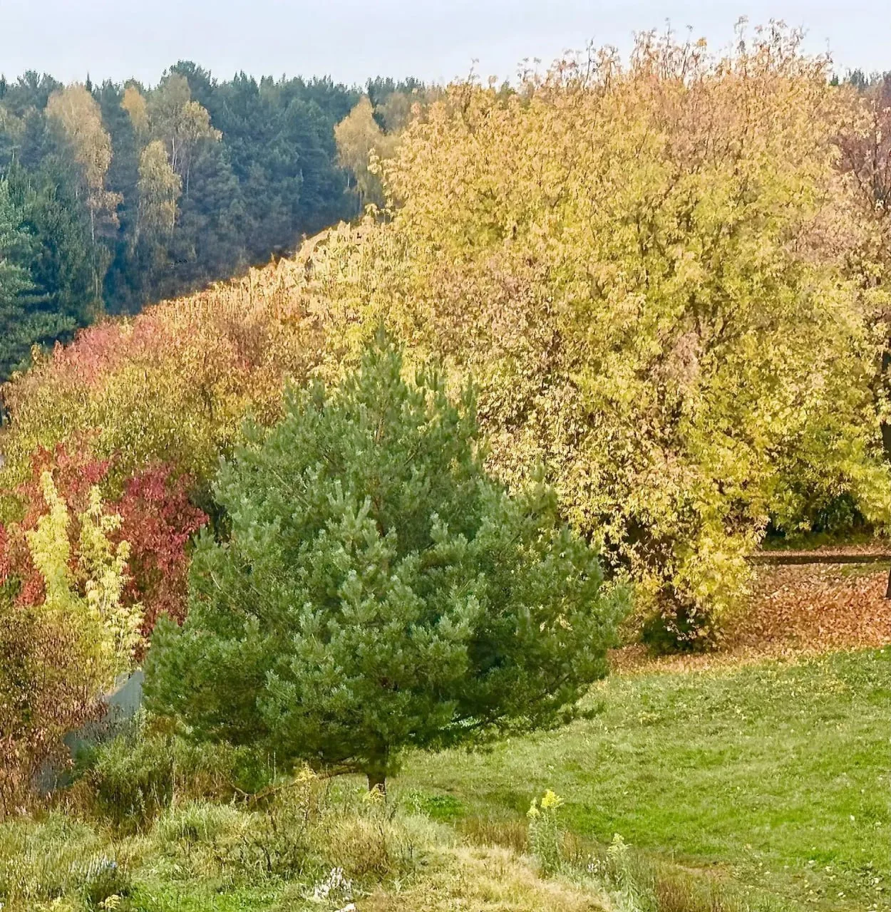 На фото: вид из окна в деревне Молзино Богородского округа