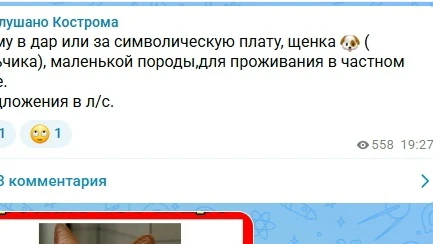 Зачем опубликовывать без обратной связи,нам нужно пристроить щенков,вопрос кому писать ...