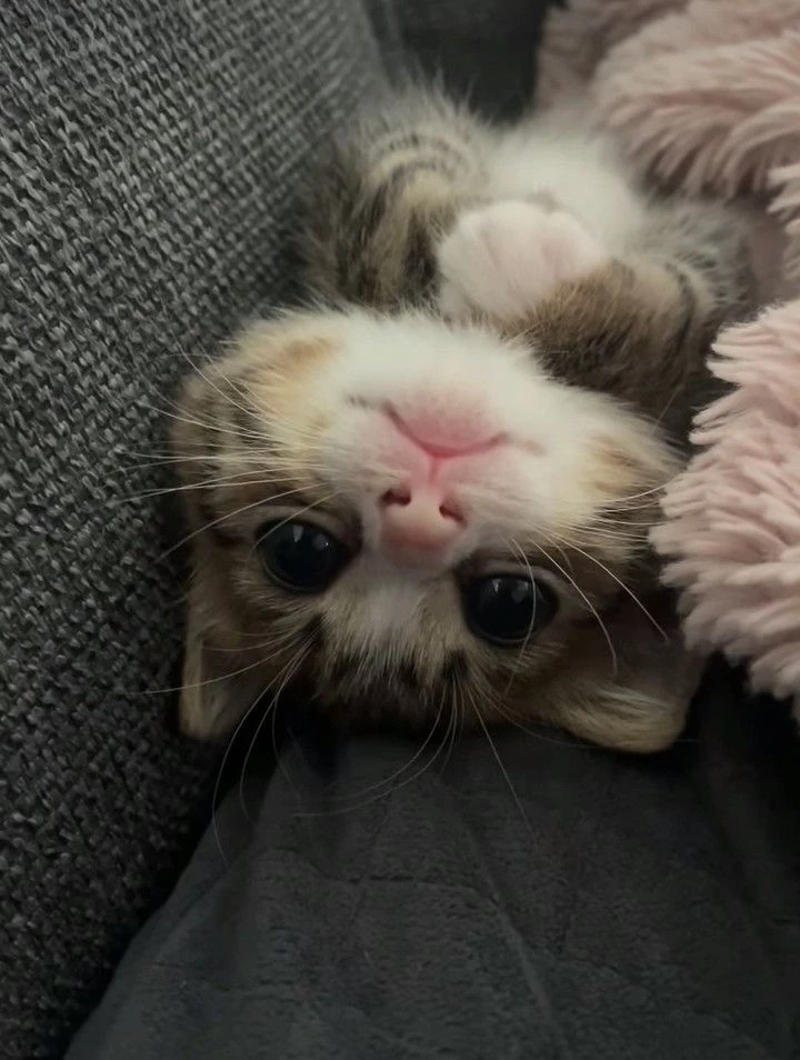 💗 Самые милые обои