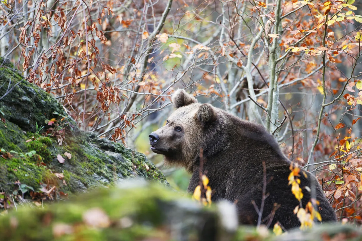 🐻 В Подмосковье выросла численность бурых медведей