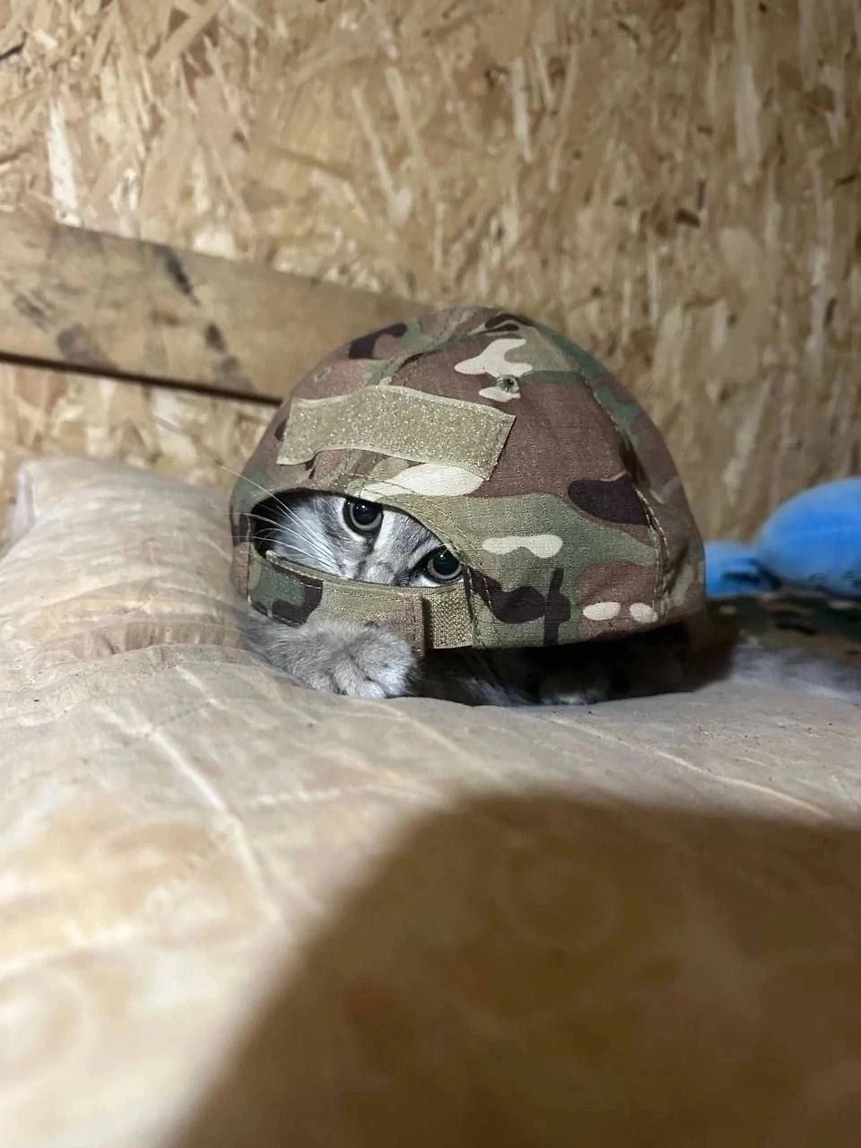 Гений маскировки 👀