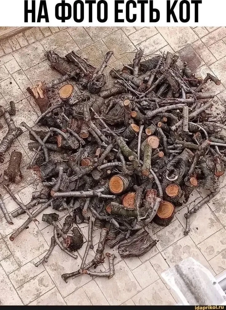 Кто найдет кота? 🐈