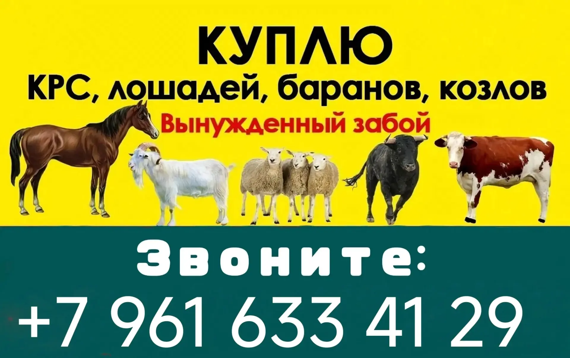 ‼️КУПИМ ДОРОГО У ВАС КРУПНО-МЕЛКО-РОГАТЫЙ СКОТ ЖИВЫМ ВЕСОМ, А ТАК ЖЕ ВЫНУЖДЕНЫЙ ЗАБОЙ