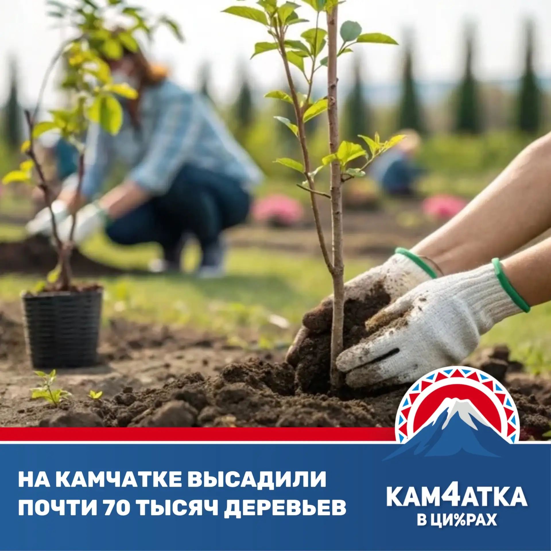 Камчатка обогнала все регионы ДФО по высадке деревьев этой осенью