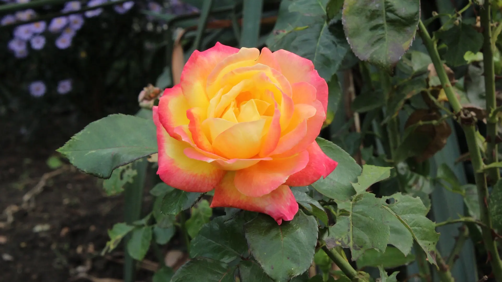 🌺Понедельник? А у нас #Цветущий_ДГПУ!