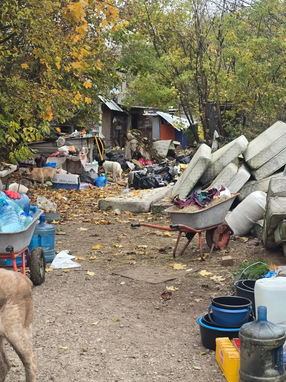 ◼ В Калуге возбудили уголовное дело после проверки приюта «Остров надежды»