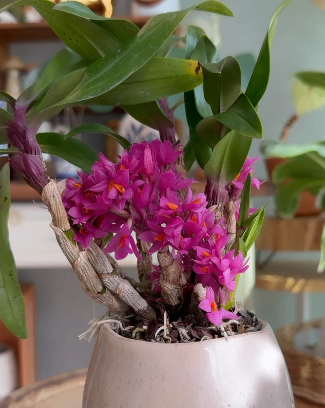 🌸 Дендробиум Хибики ❤️