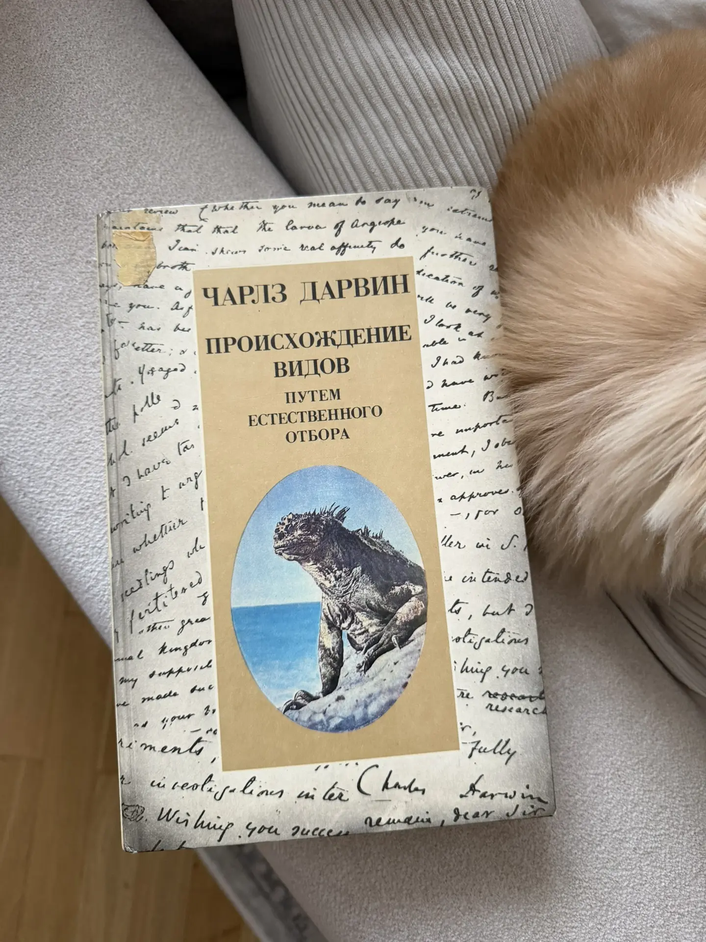 Забыла вам показать)