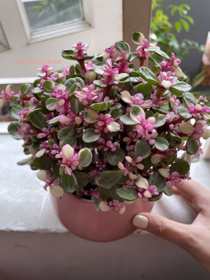 Интересный факт о Портулакарии! 🌸