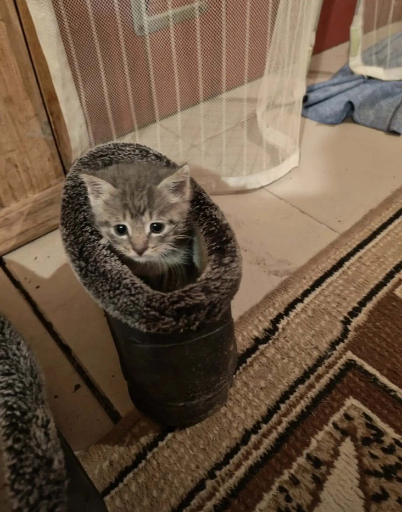 Серый котёнок, 1 мес. Сам пришёл к нам во двор. Подвижный, здоровый, симпатичный мальчи...