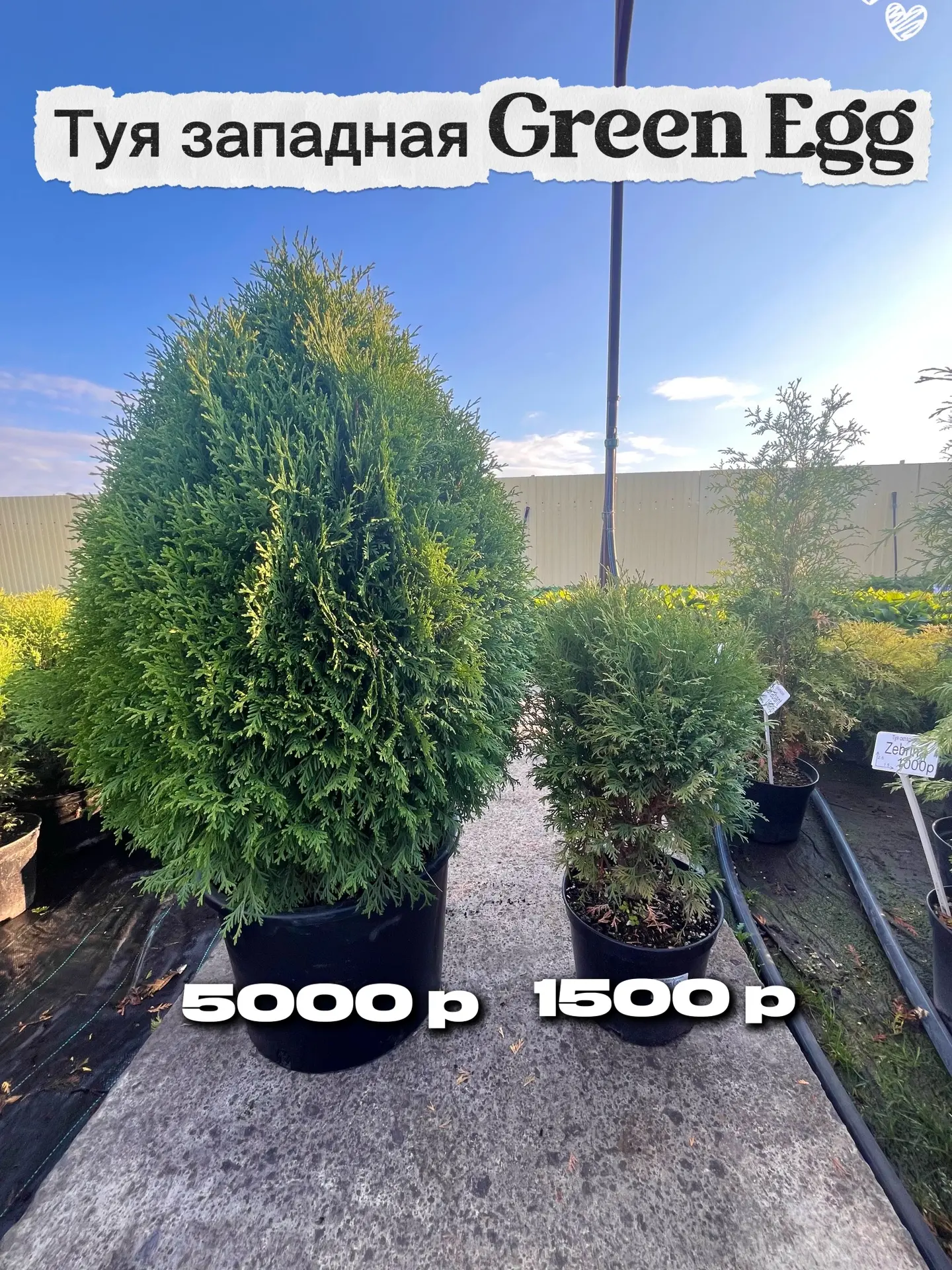 Туя западная Green Egg!🌳💫