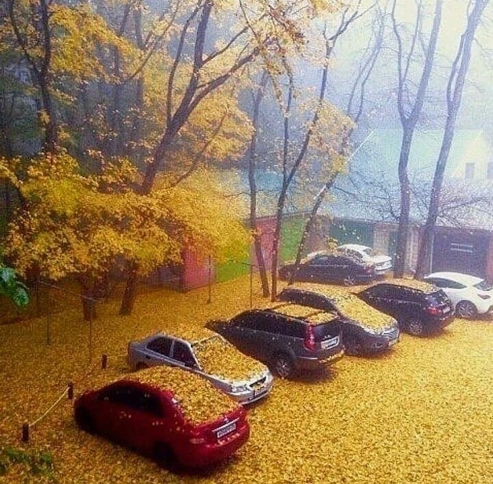 Дождь из листвы 🍂