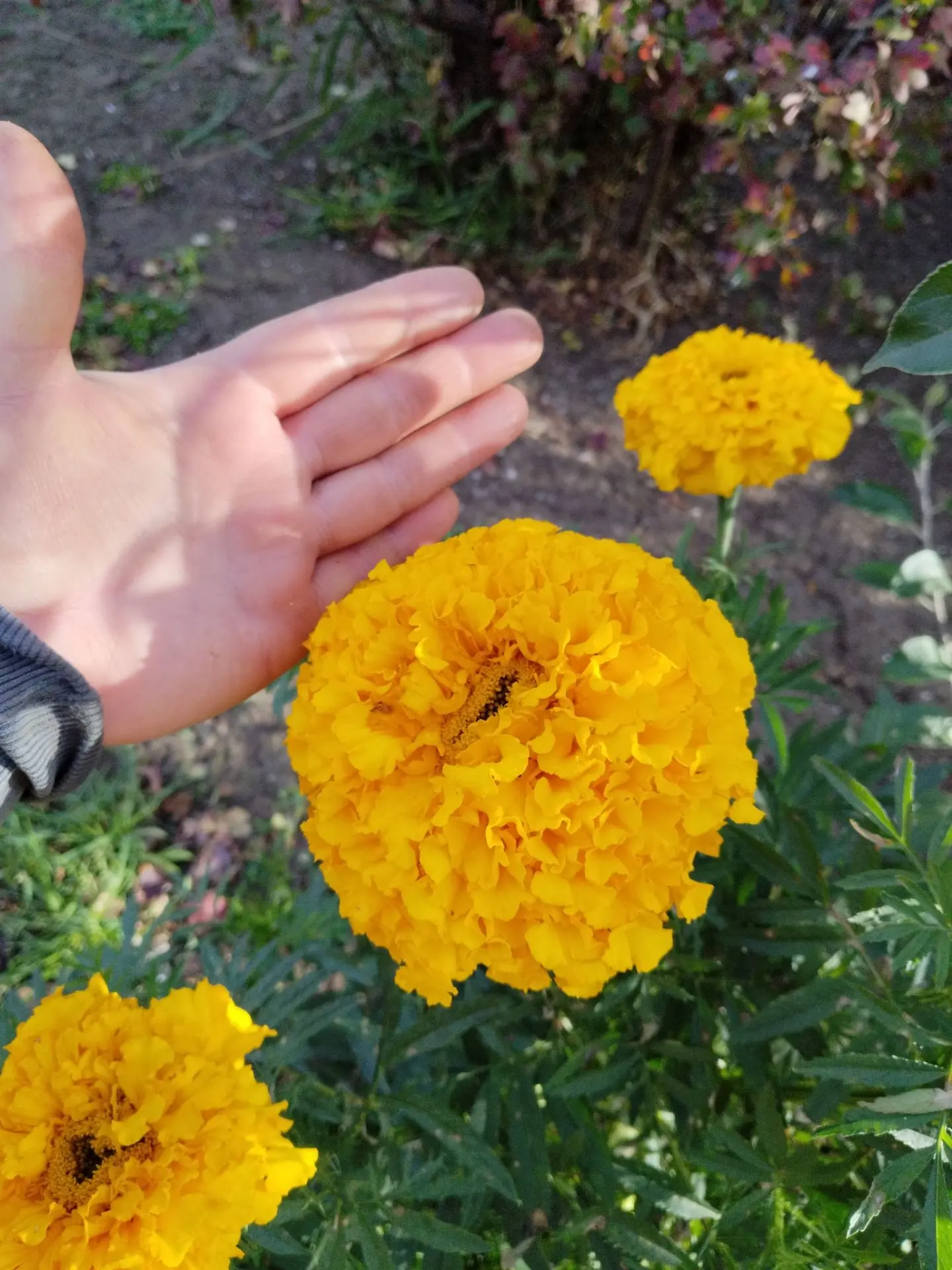 Вот такие семена собрала, на следующий год посажу 🙂