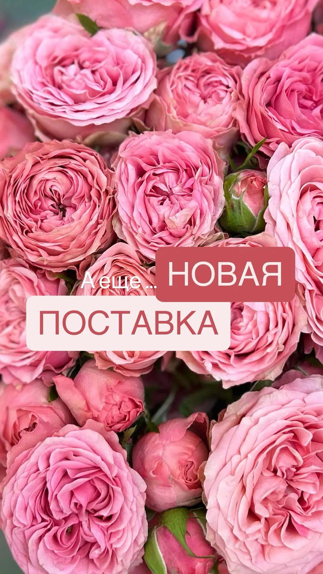 ЦВЕТЫ МОЖНО ПОДАРИТЬ просто так … А еще …  💝- потому что сегодня НОВАЯ ПОСТАВКА
