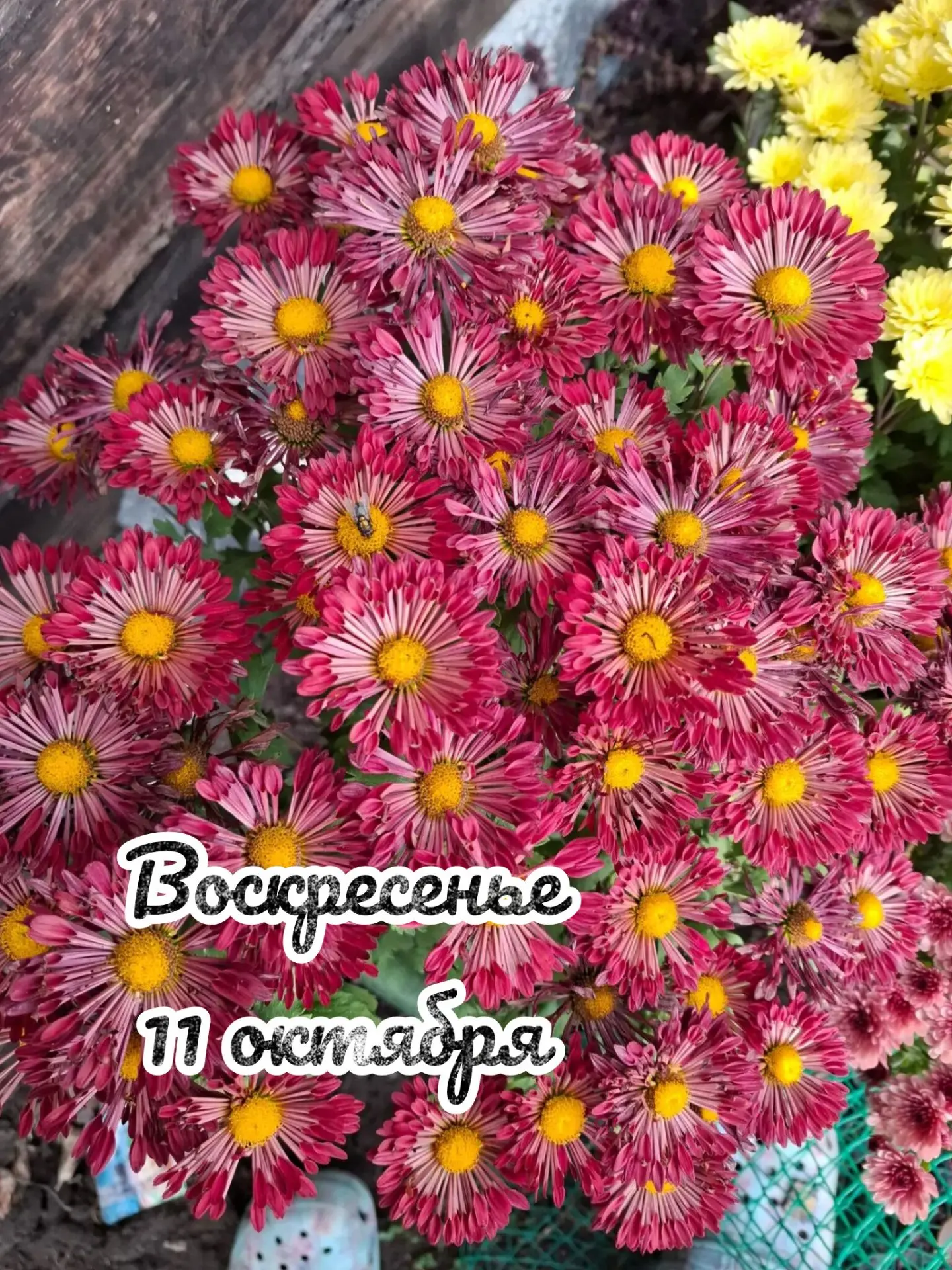 📅 Воскресенье, 11 октября: день успеха 🎉