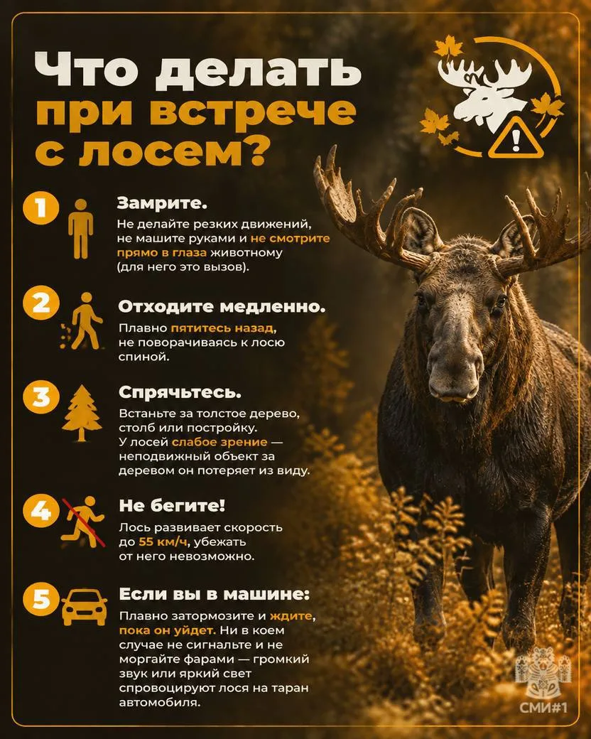 Гон лосей продолжается во Владимирской области.