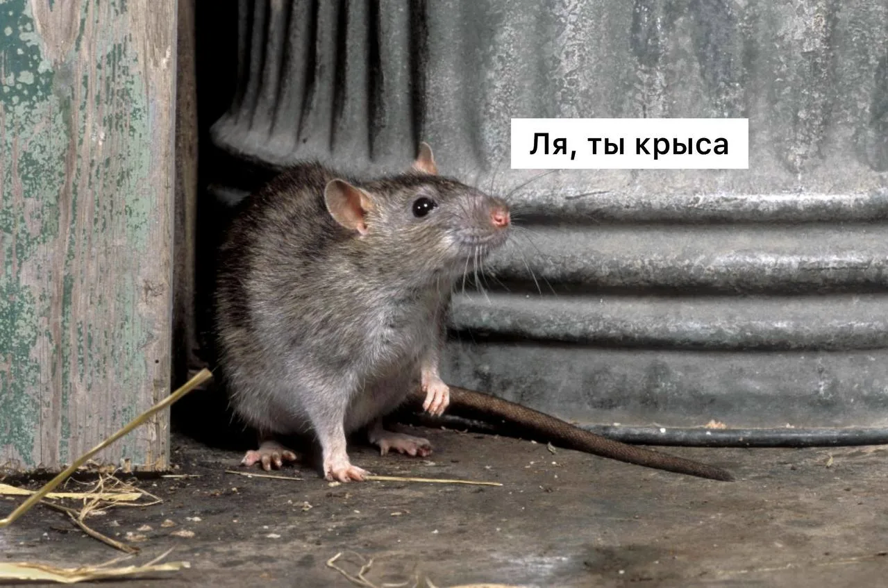Крыса набросилась на мужчину у дома в Красногорске