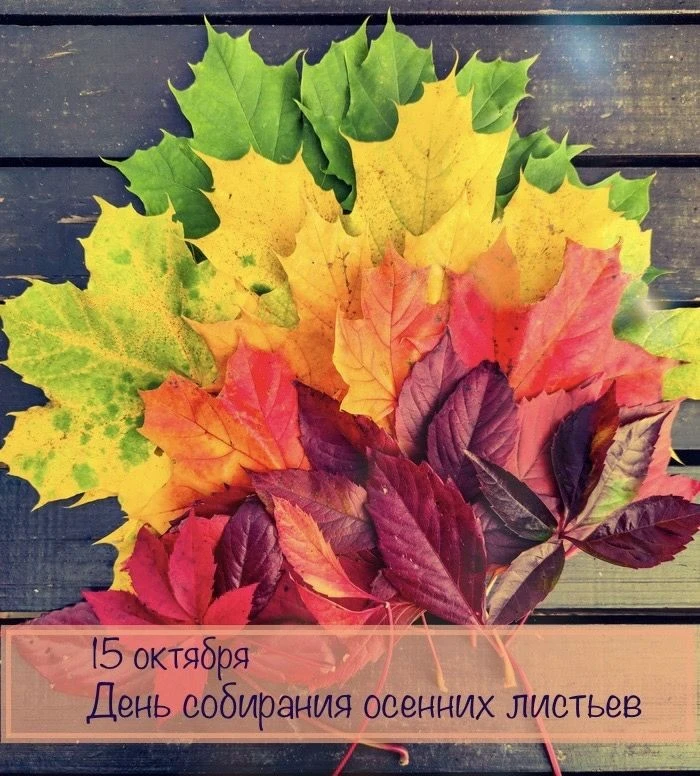 🍂 15 октября — День собирания листьев! 🍁
