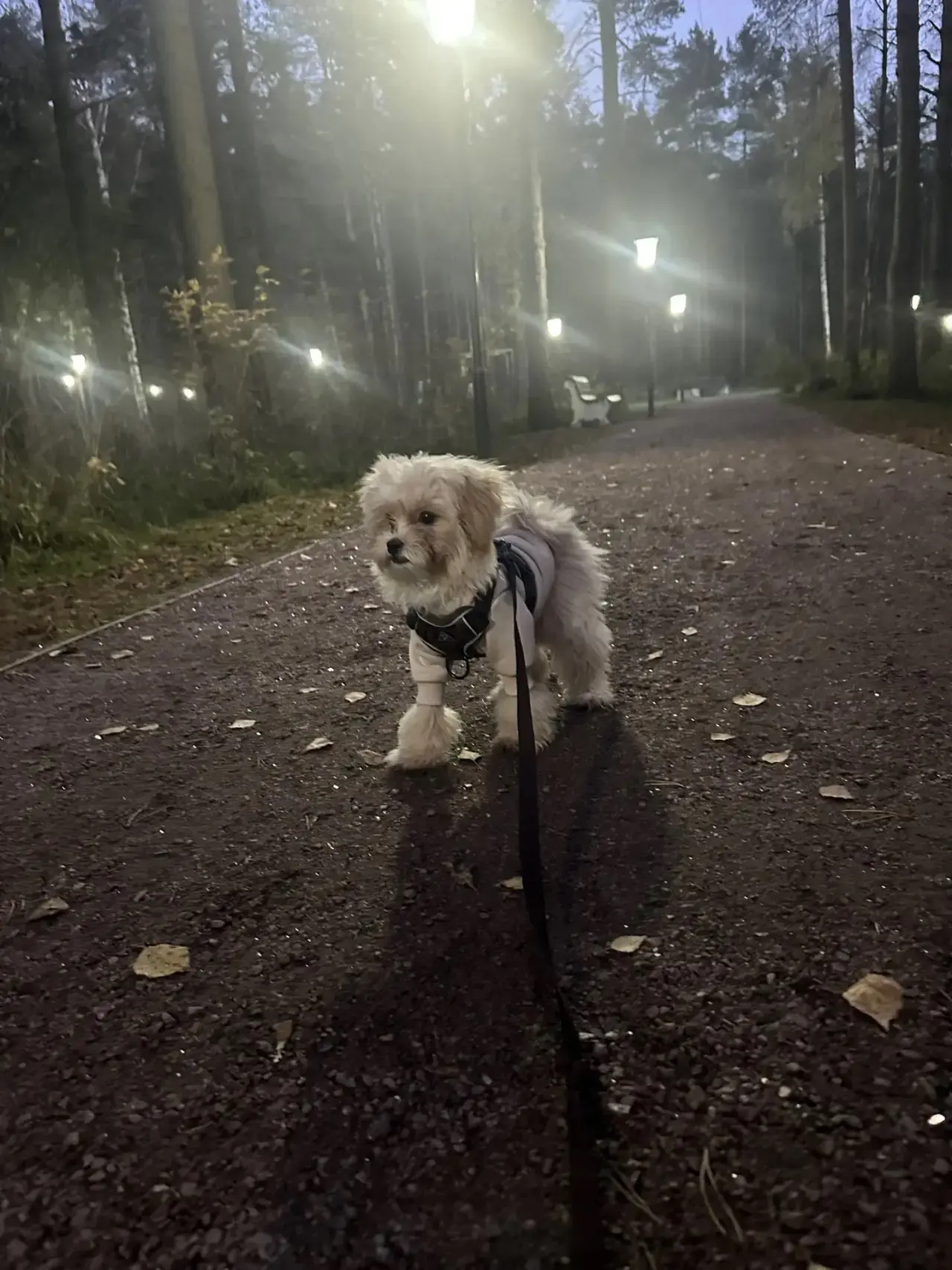 Фото приветик ❤️выпускник Мальтипу