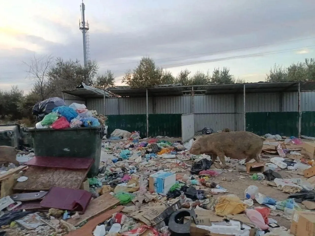 👀В астраханском селе Яманцуг свиньи устроили «мусорный террор»
