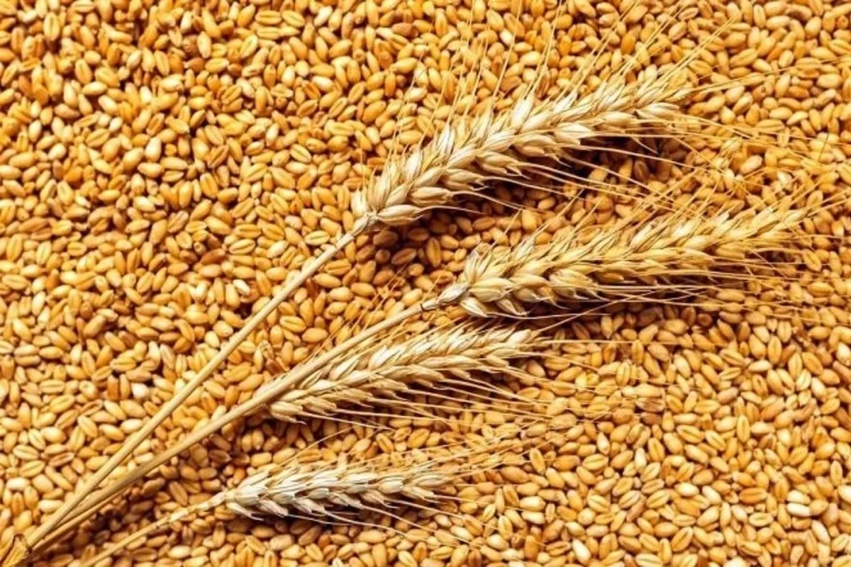 Продам пшеницу, урожай этого года, 1 т 650 кг, забирать в Покровке