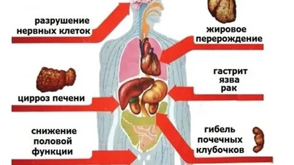 ‼ Влияние слабоалкогольных напитков на организм‼