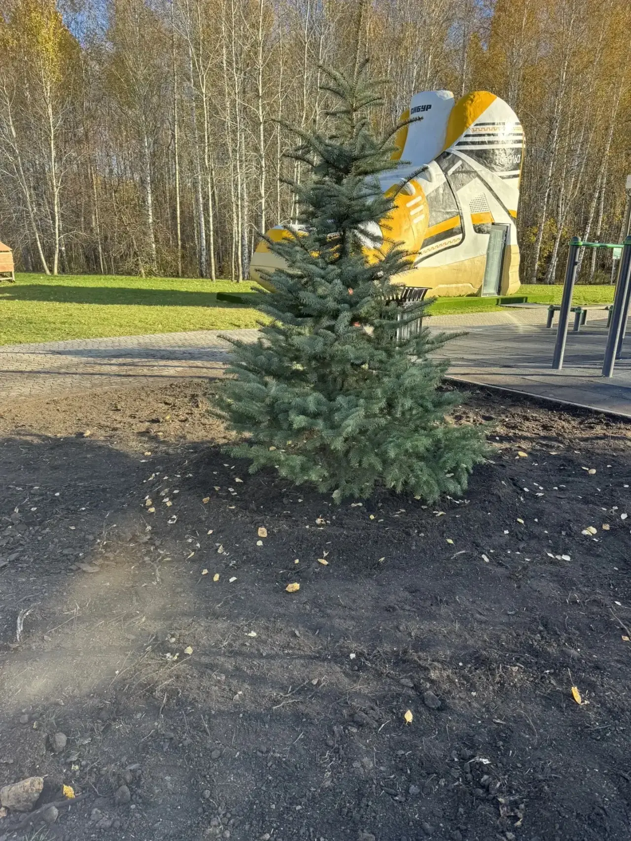 Расти ёлочка 🌲